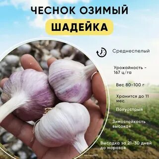 Чеснок шадейка описание
