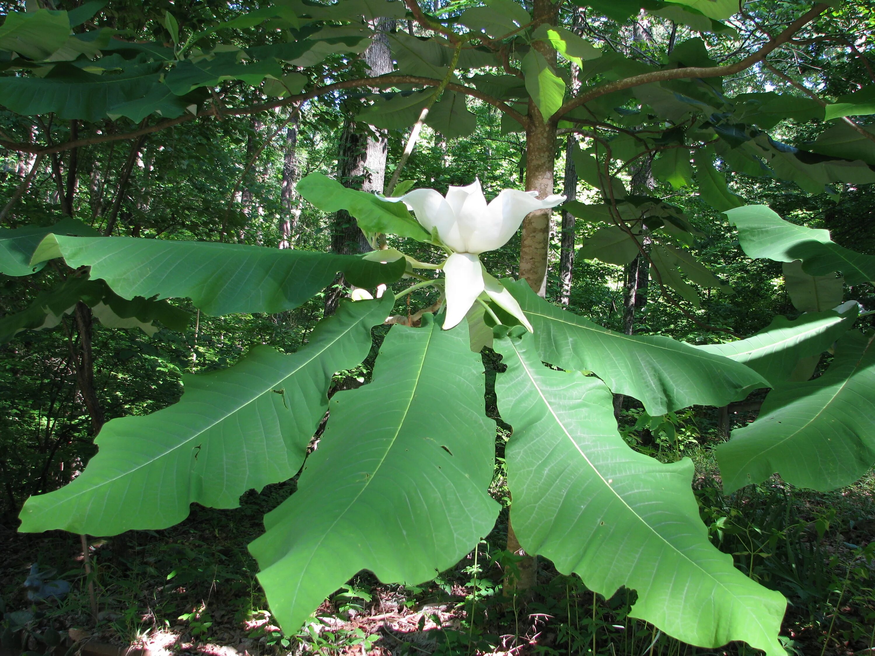 Дерево с огромными листьями. Магнолия крупнолистная. Magnolia macrophylla. Листья Магнолия. Крупнолистные растения Тайланда.