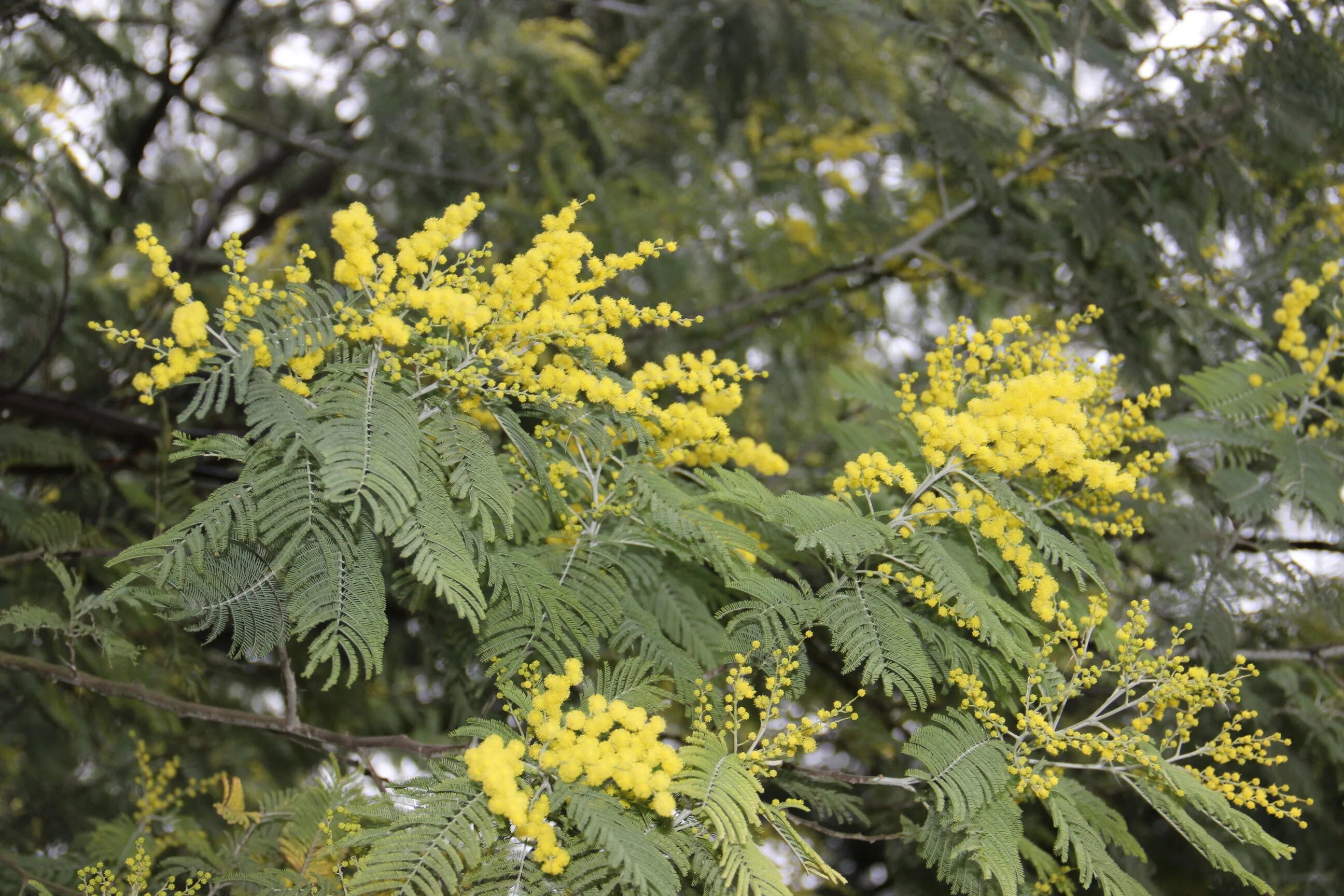 Цветение мимозы в сочи. Цветущая мимоза в испании. Уральская мимоза цветок. Акация серебристая мимоза. Цветение мимозы в абхазии.
