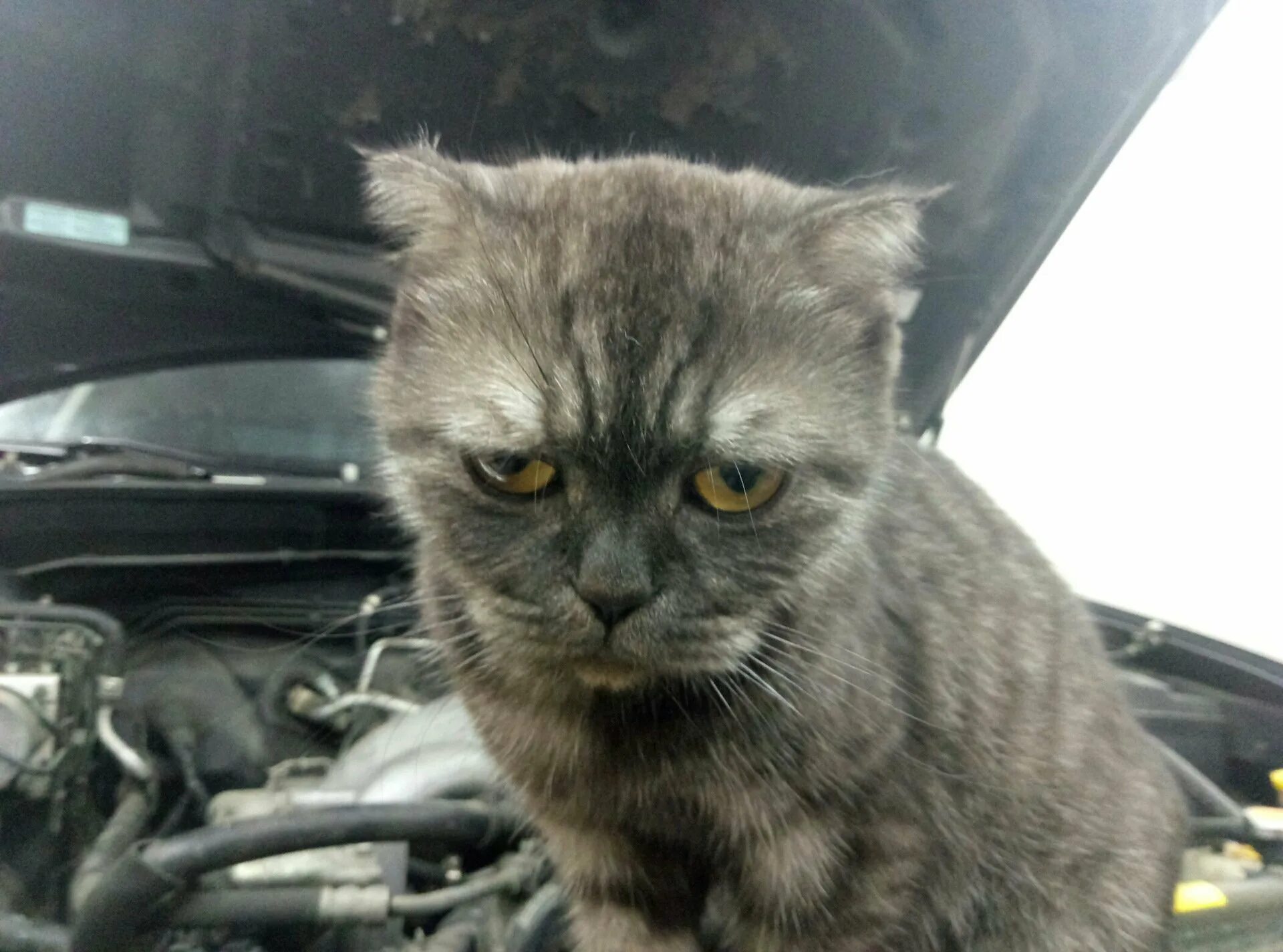 Кот автомеханик. Кот автомеханик. Кот механик. Кот автомеханик. Кот автослесарь.