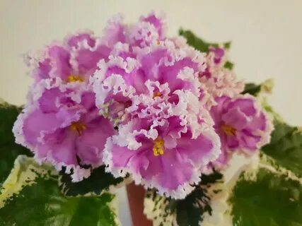 Фиалки нд