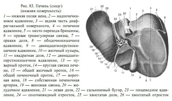 В ворота печени входят. Доли печени висцеральная поверхность схема. Печень вид спереди диафрагмальная поверхность. Синтопия висцеральной поверхности печени. Печень строение снизу висцеральная поверхность.
