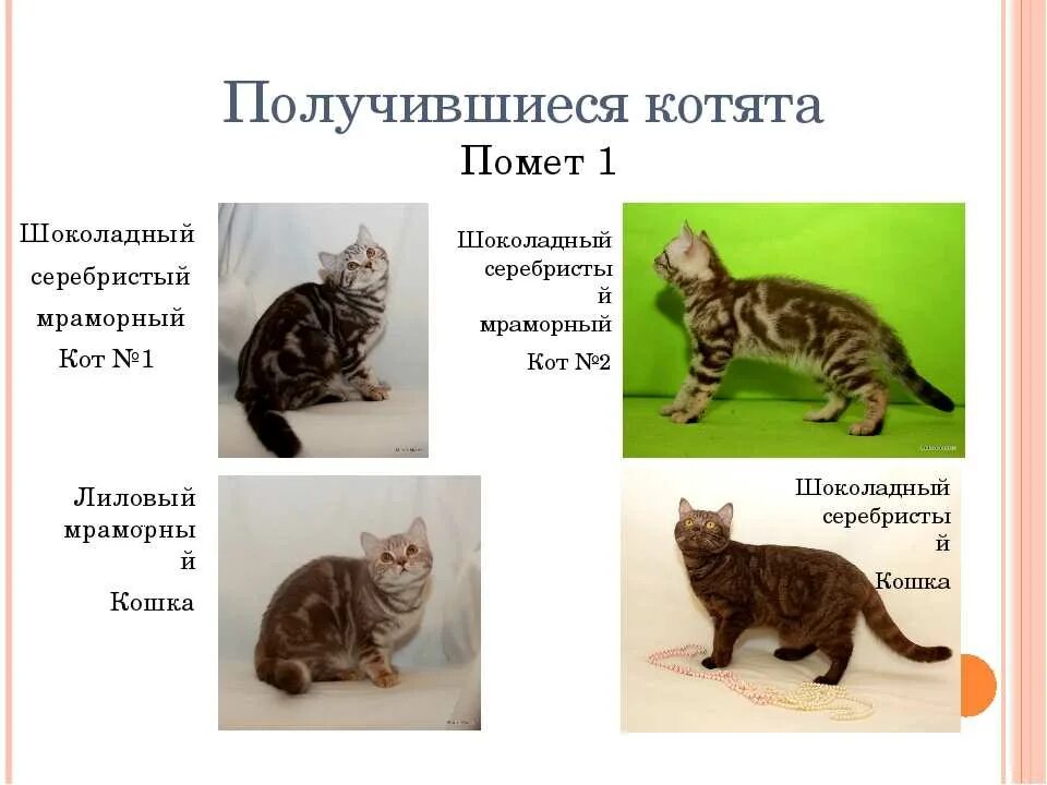 Фазы роста котят. Этапы развития кошки. стадии развития котенка. этапы роста кошки. этапы развития котенка по неделям.