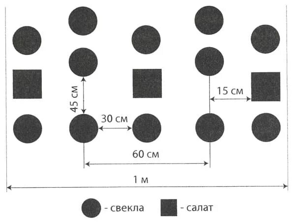 Схема посадки свеклы. Схема посадки рассады свеклы в открытый грунт. схема посева свеклы в открытом грунте. свекла схема посадки в открытый грунт. схема посадки свеклы в открытом грунте.