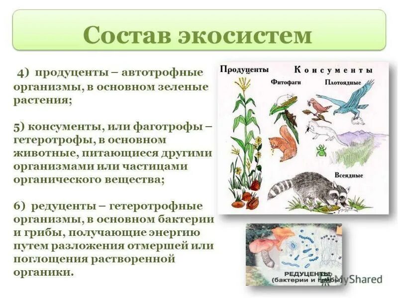 Состав растений и животных