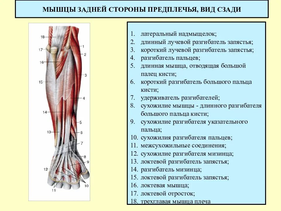 Стороны предплечья