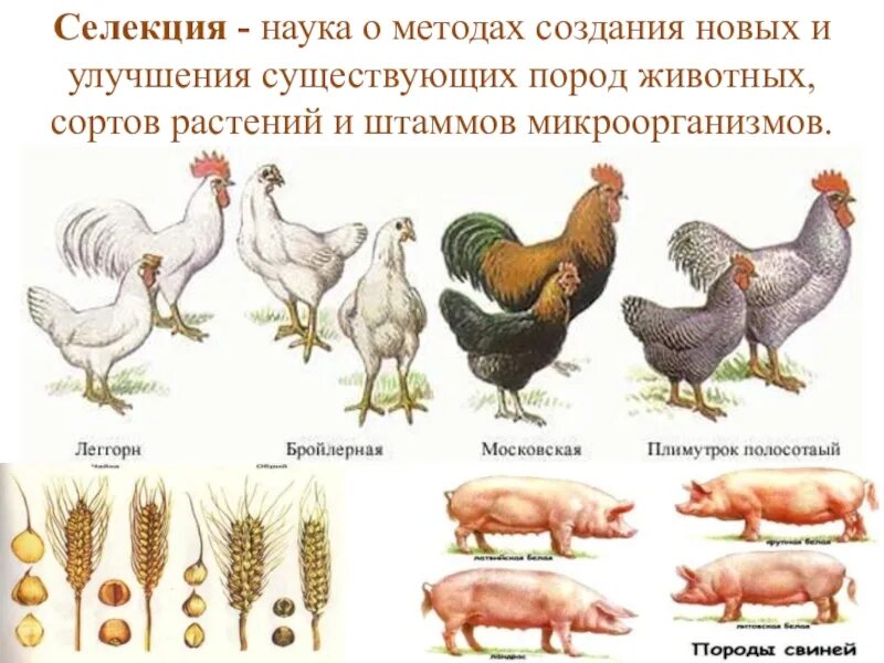 Созданием новых пород и сортов занимается. Селекция пород животных. селекция растений и животных. сорта растений и породы животных. новые сорта растений и породы животных.
