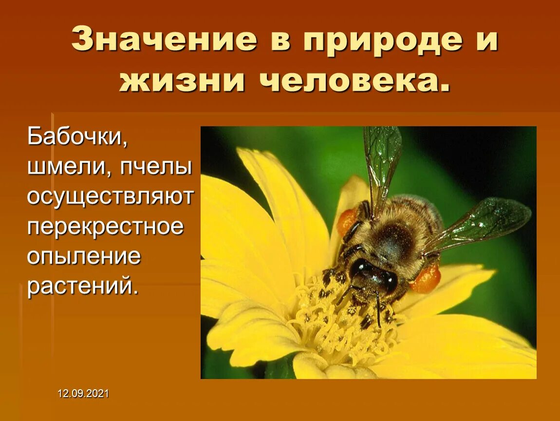 Значение пчел в жизни человека. Роль пчел в природе и жизни человека. Роль пчелы в жизни человека. Значение пчёл в природе и жизни человека.