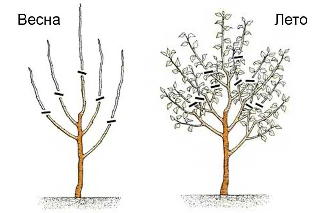Обрезка деревьев схема плодовых весной. Схема обрезки плодовых деревьев весной. Подрезка яблонь весной схема. Схема обрезки яблони весной. Обрезка яблонь и груш весной.