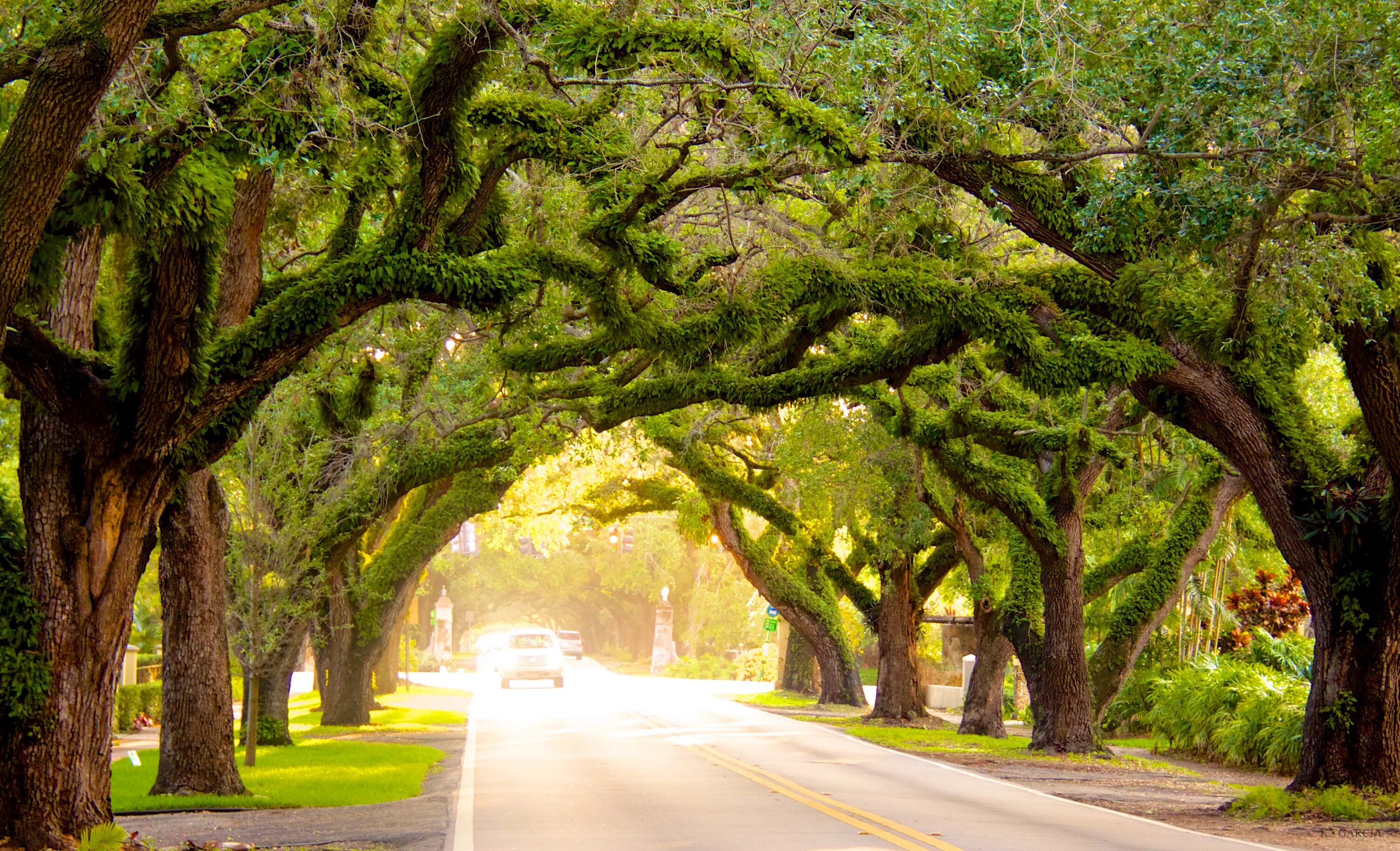 Street trees. Корал Гейблс деревья. Парки в Майами с деревьями. Улица с деревьями. Улица дорога деревья.