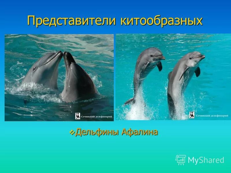 Дельфин приспособление к среде. Приспособленность к обитанию в водной среде у дельфинов. Приспособления к среде дельфина. Приспособления к среде дельфина. Приспособленность к водной среде.