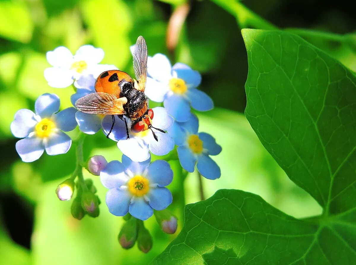 Божья коровка пчелы. Насекомые Луга Божья коровка. Лето бабочки. Летние цветы. Бабочка на цветке.