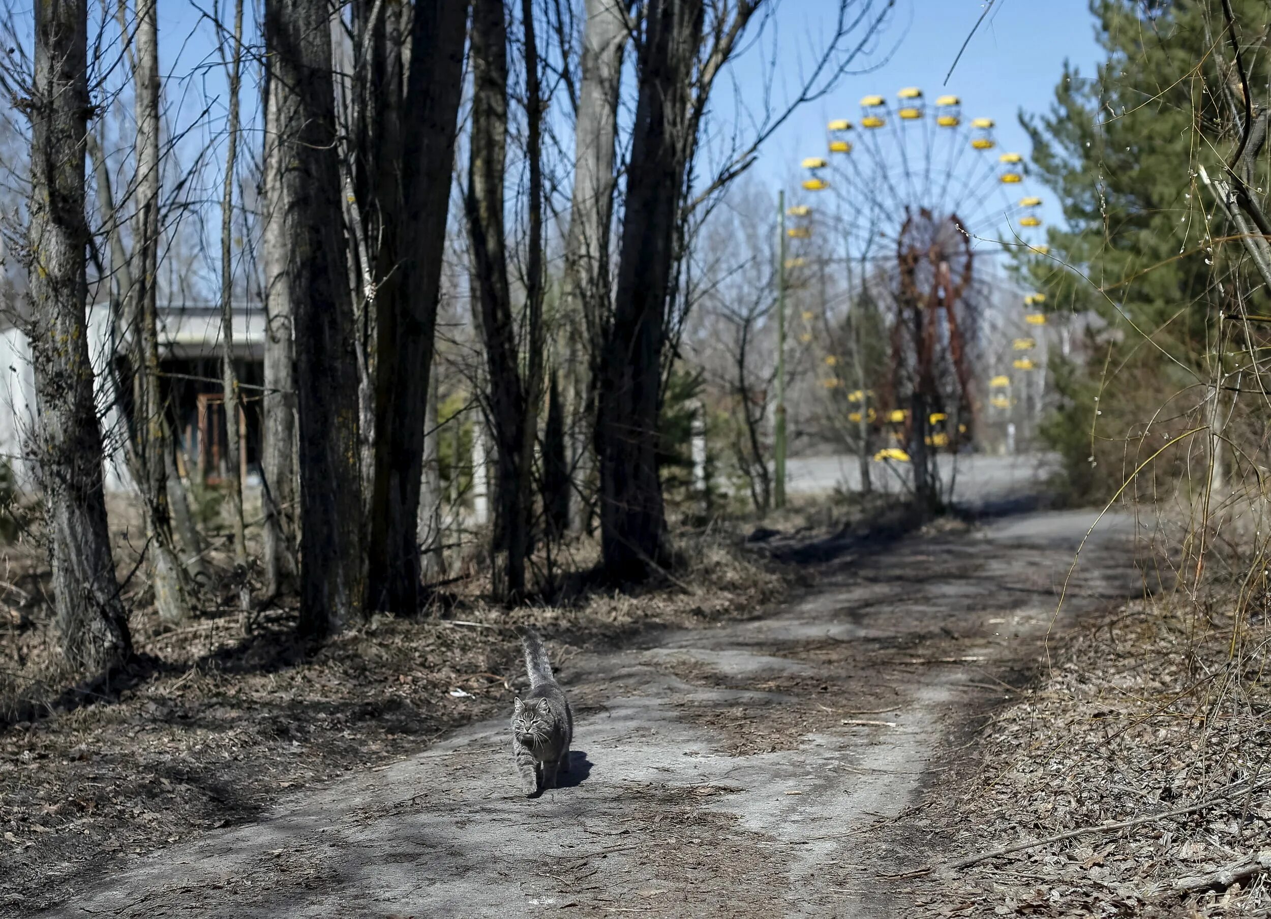 Https chernobyl. Припять Чернобыль ЧАЭС зона отчуждения. Зона отчуждения город Припять. Чернобыль зона отчуждения город Припять. Рыжий лес Припять 1986.