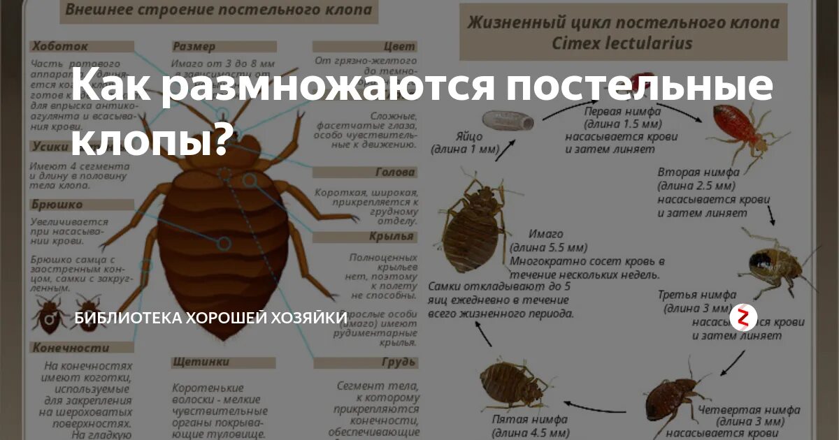 Имаго постельного клопа. Цикл развития постельного клопа схема. Постельный клоп стадии развития. Жизненный цикл постельного клопа. Цикл размножения клопов постельных.