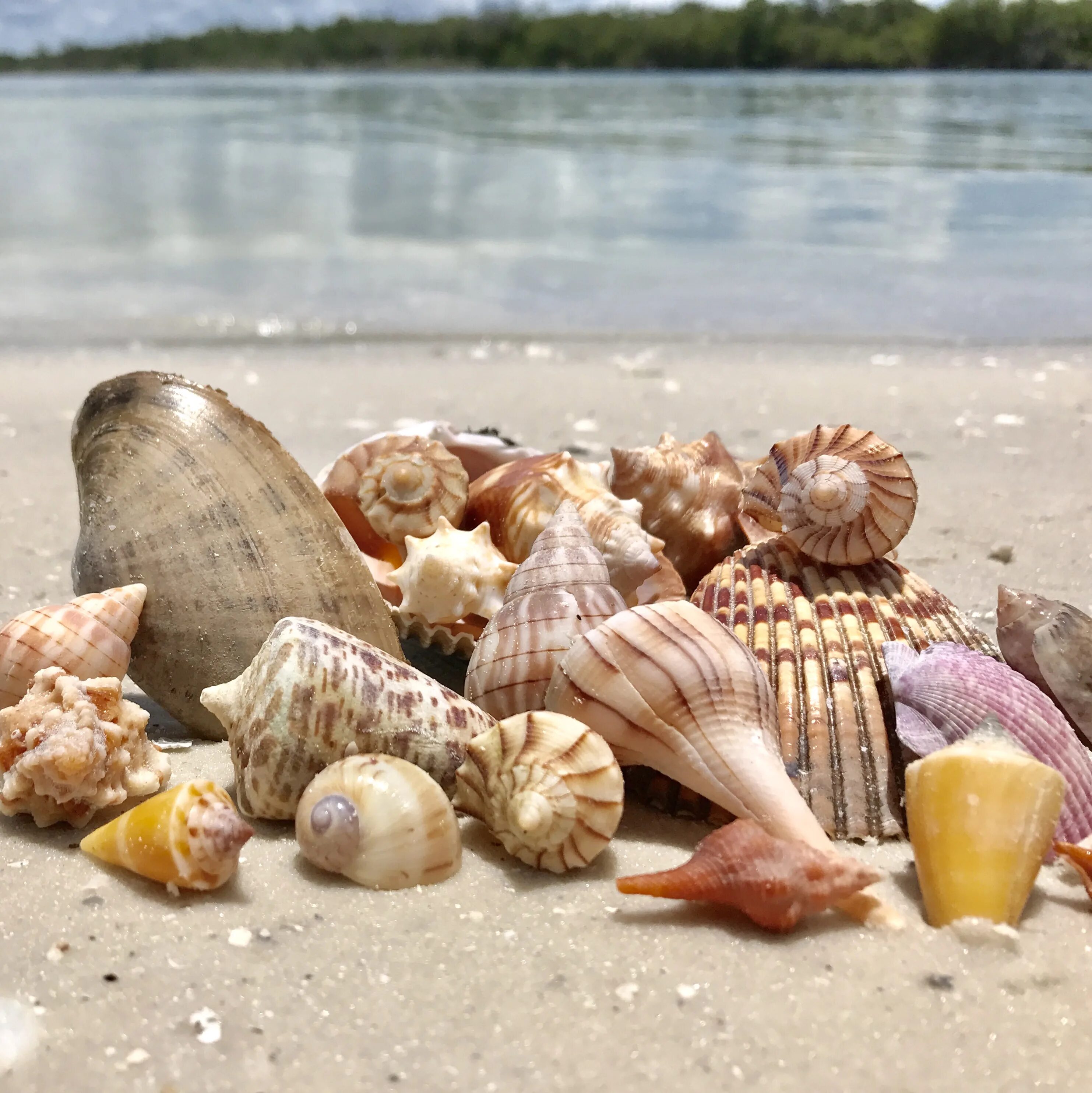 Shell island. Станица Голубицкая ракушечный пляж. Ракушки на пляже. Красивые ракушки. Красивый пляж с ракушками.