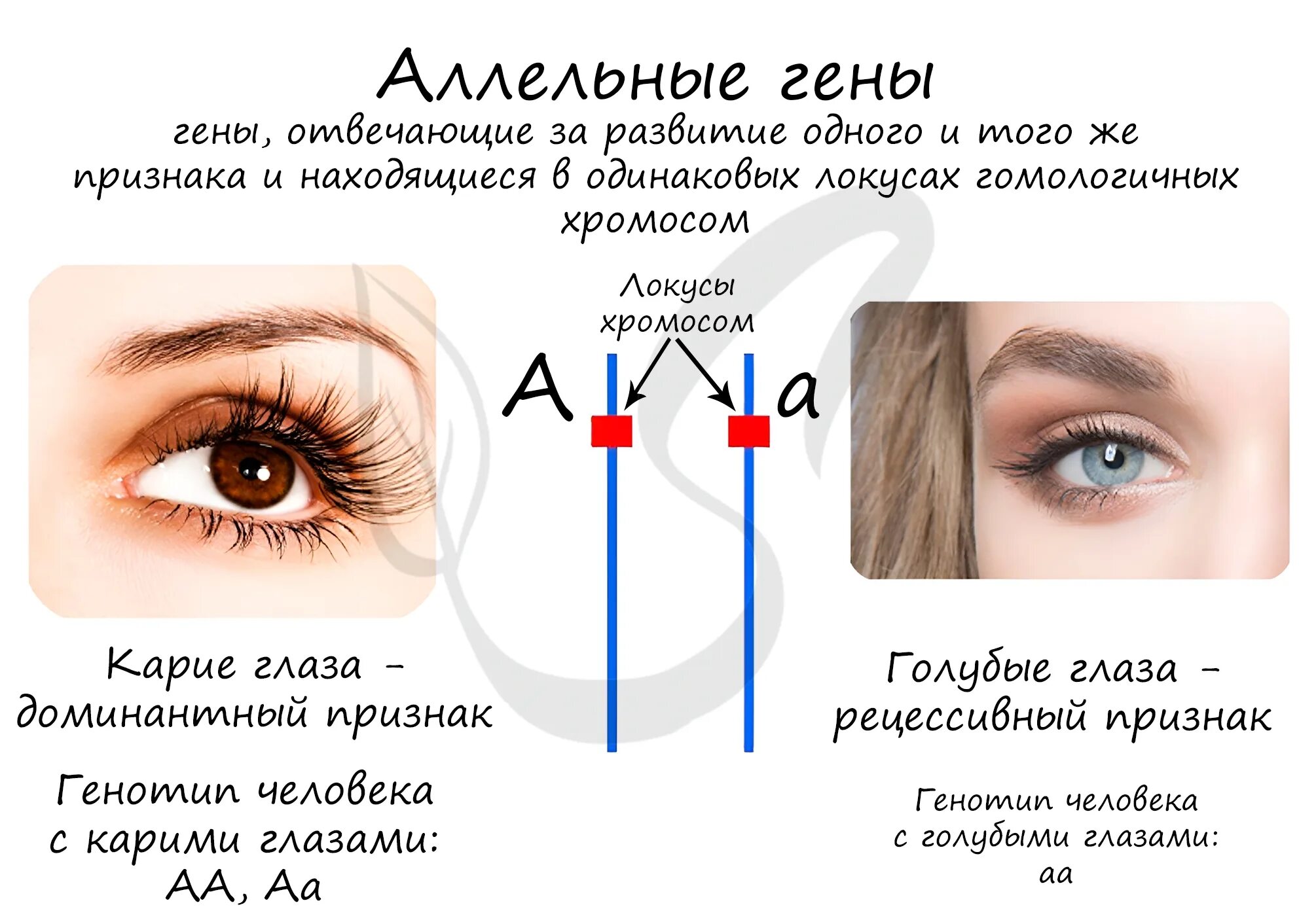 Аллельные гены. Алешьнын гены это пример. Аллель и аллельные гены. Примеры аллельных генов.