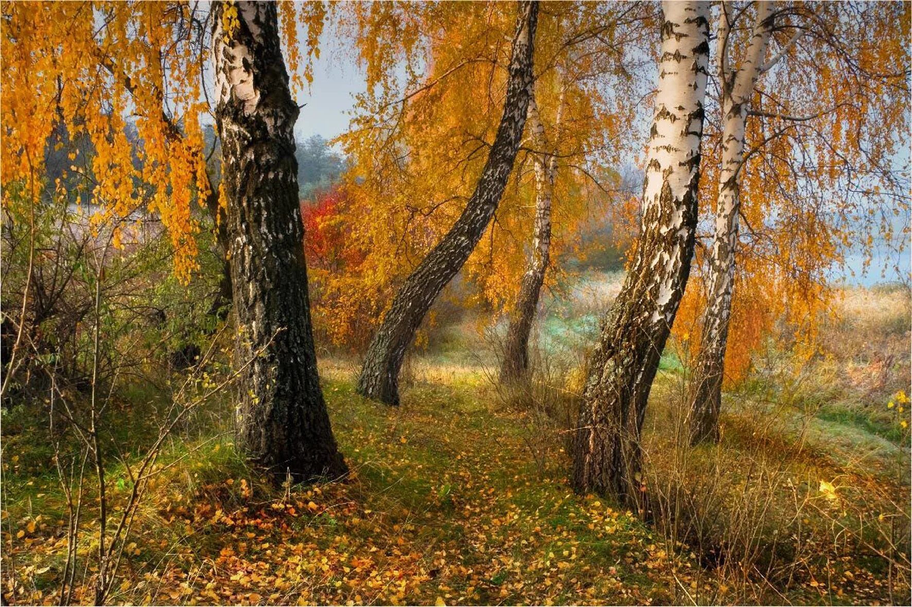 Береза очень созвучна русской природе впр. Осень ПКИО Березовая роща. Березовая роща осенью. Осенняя природа. Ранняя осень.