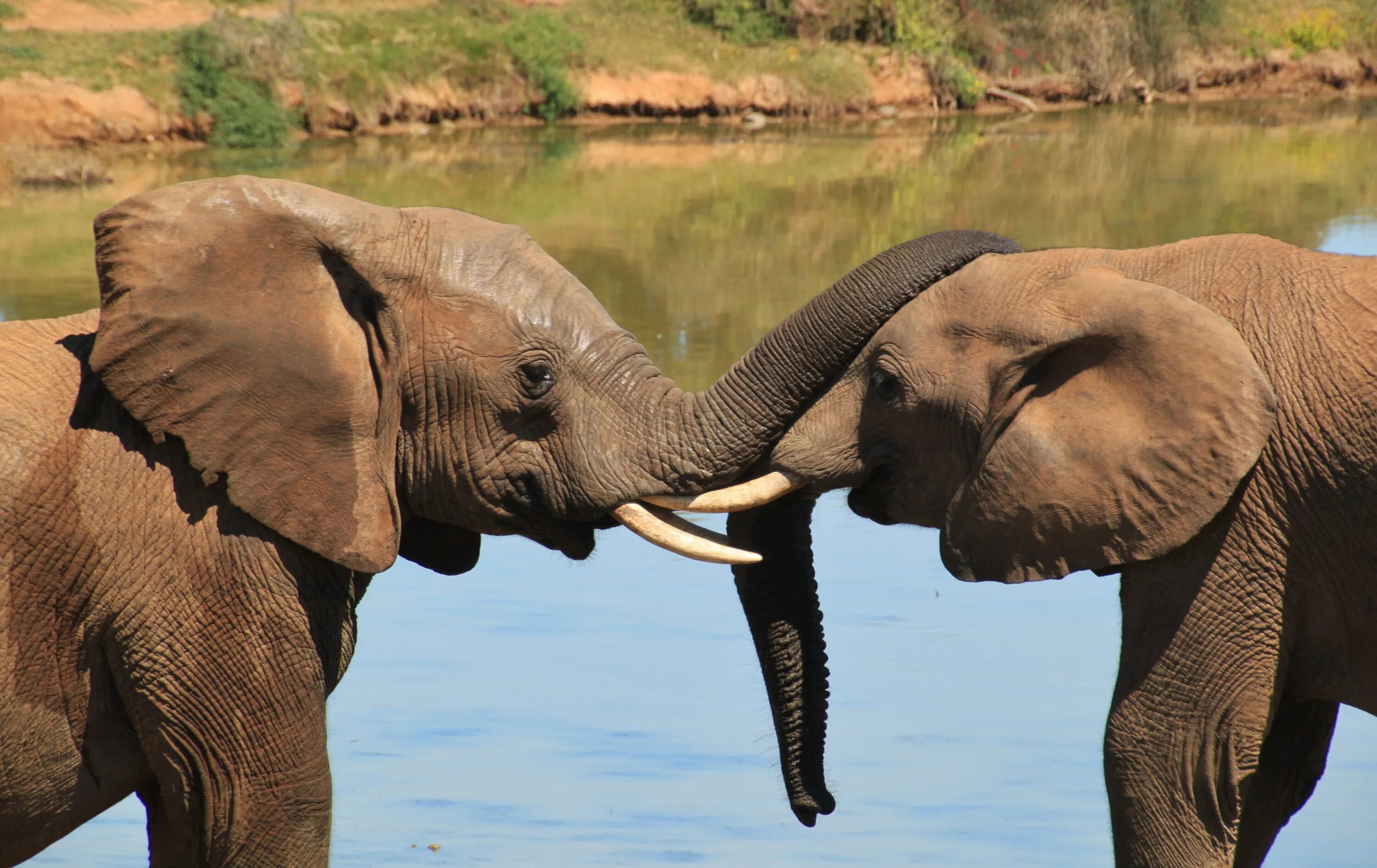 Two elephants. Африканский слон слон. Саванный Африканский слон Африки. Саванный слон. Африканский слон со слоненком.