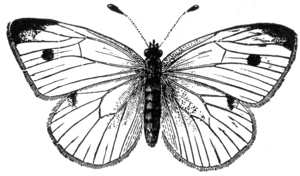 Бабочка лимонница рисунок. Бабочка капустница и лимонница. Бабочка капустница. Бабочки пестрянка желтушка Зорька голубянка. Нарисовать бабочку капустницу.