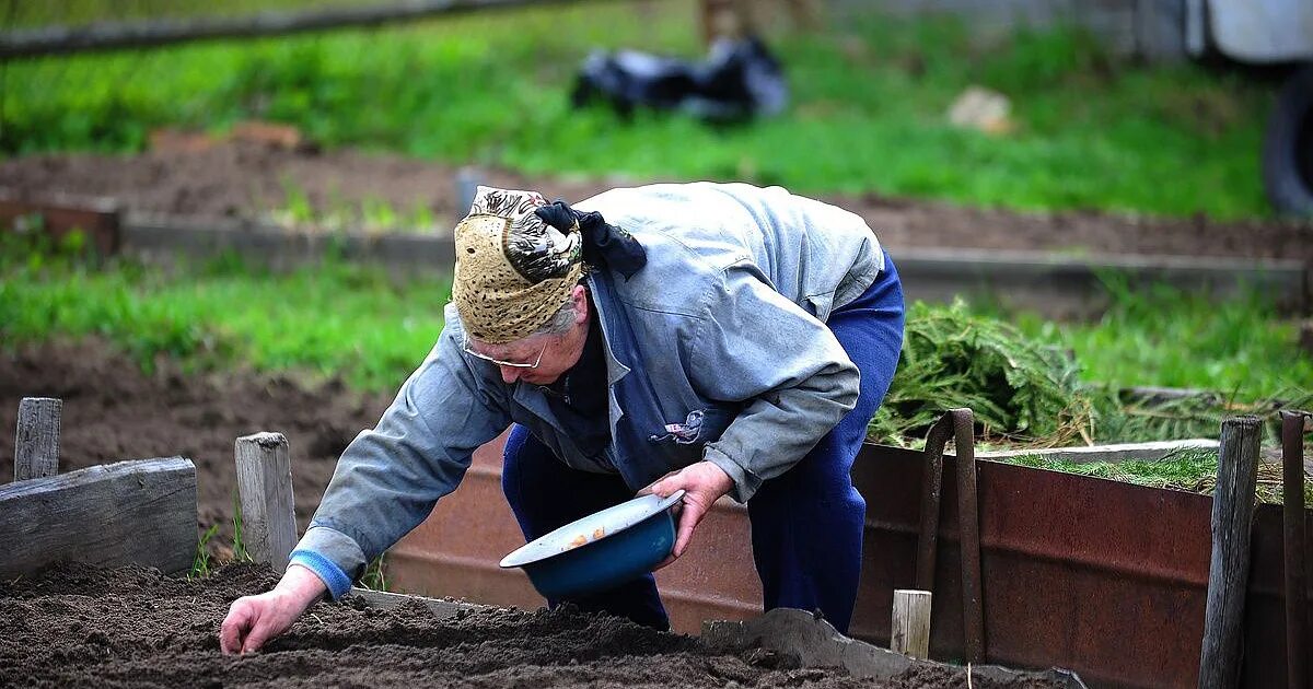 Сегодня можно работать в огороде с землей. Пенсионеры на даче. пенсионеры на огороде. труд на даче. люди в огороде.