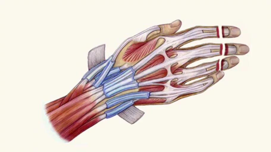 Связки на руке. Сухожилия лучезапястного сустава анатомия. Анатомия сухожилие и мышцы лучезапястного сустава. Сухожилия сгибателей пальцев кисти анатомия. Мышцы кисти руки анатомия.