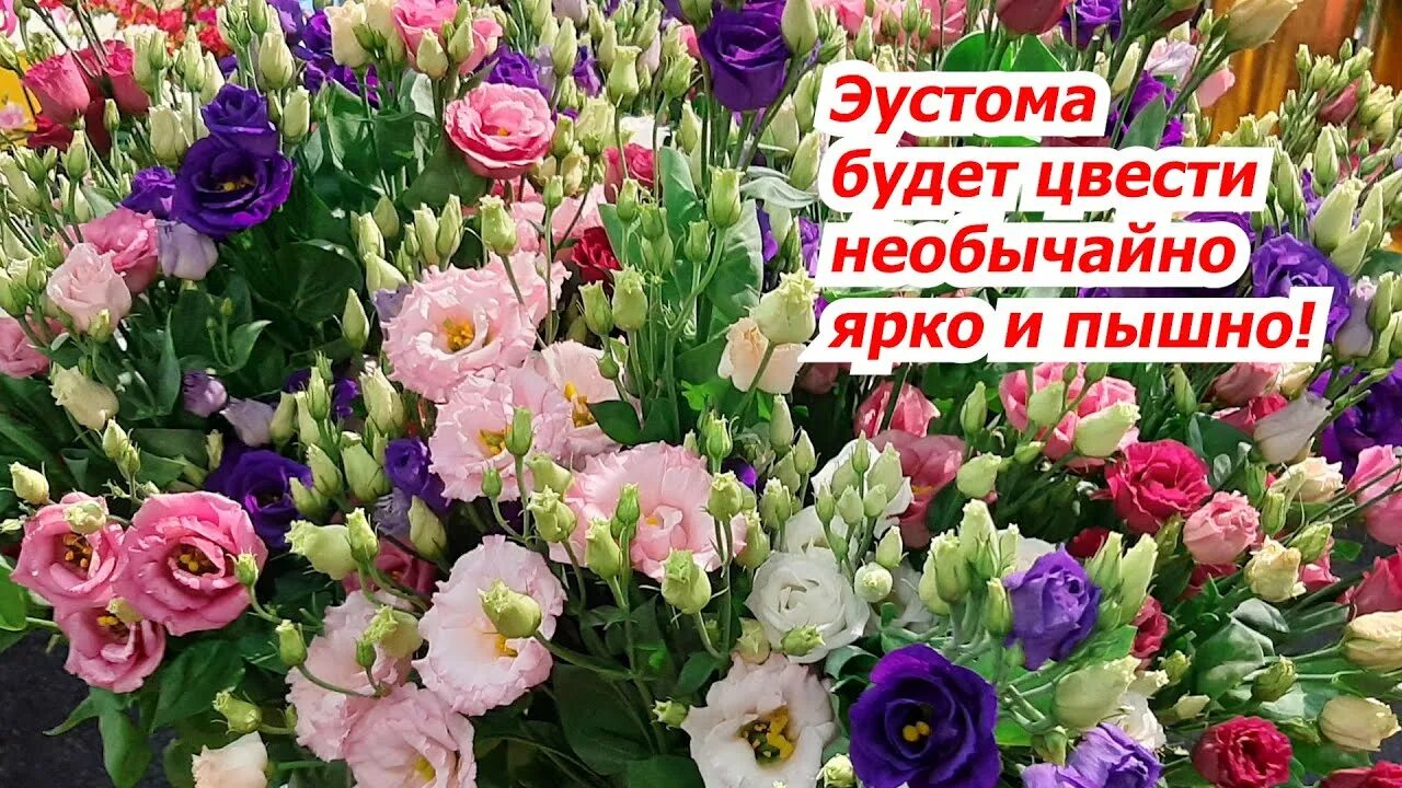 Подкормка эустомы в грунте. Эустома. эустома в огороде. эустома цветение в саду. подкормка эустомы.