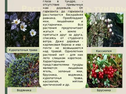 Сравнение растительности тундры и тайги