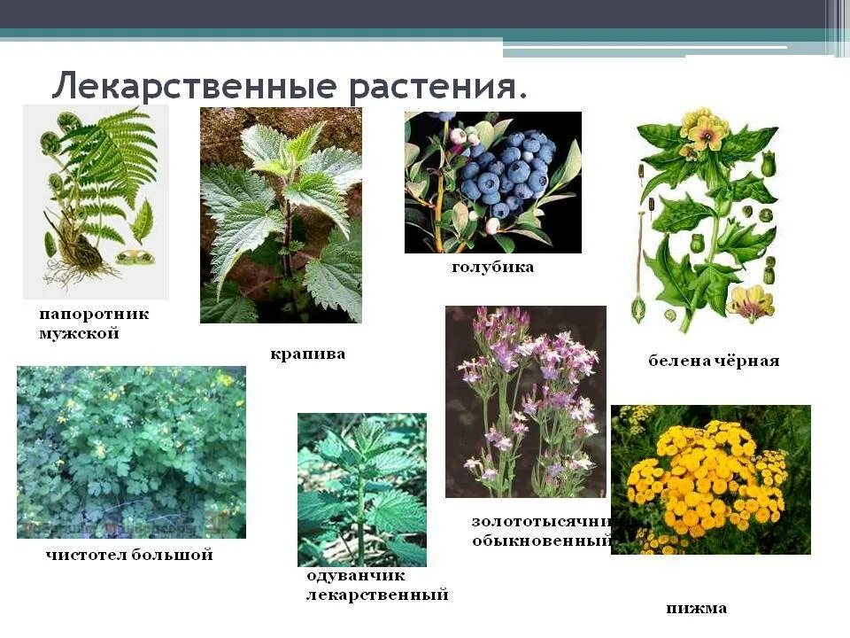 Лекарственные растения. Лечебные растения. Лекарственные растения названия. Лечебные растения названия.