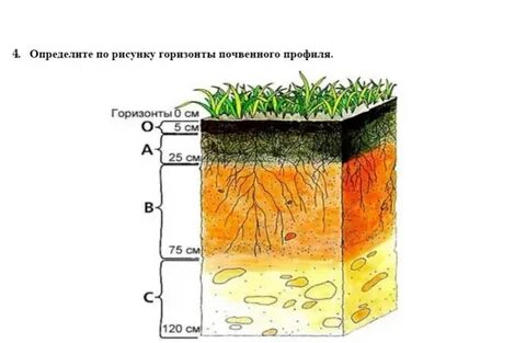 Определите по рисунку горизонты