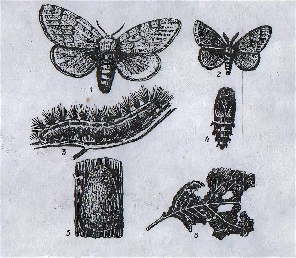 Какой тип питания характерен для пяденицы. Пяденица шелкопряд. Бабочка Пяденица Тип приспособления. Гусеница бабочки берёзовой пяденицы. Сосновая Пяденица куколка.