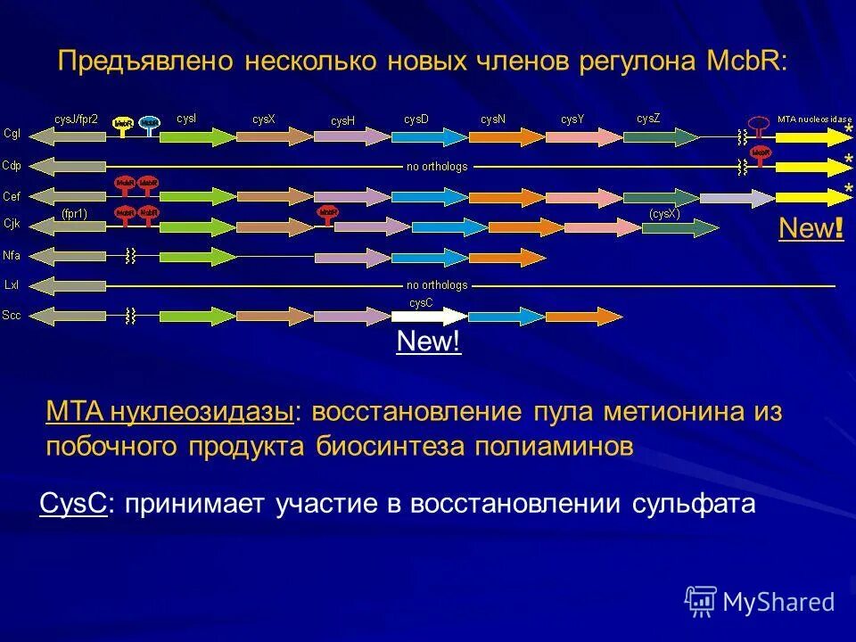 Пэт с тирозином. Биосинтез полиаминов. НУКЛЕОЗИДАЗЫ. Схема восстановления регулоном. Размер самого большого кластера биосинтеза антибиотика.