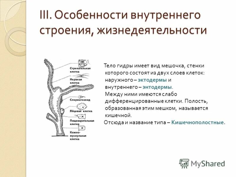 Охарактеризуйте черты внутреннего строения. Строение гидры и функции. Гидра биология строение. Особенности строения гидры таблица. Строение тела гидры.