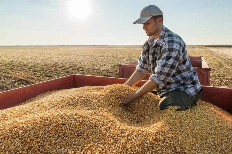 Сырье земледелия. Сельхоз хозяйство. Агропромышленный комплекс ростовской области. Сбор урожая пшеницы. Сельское хозяйство картинки.