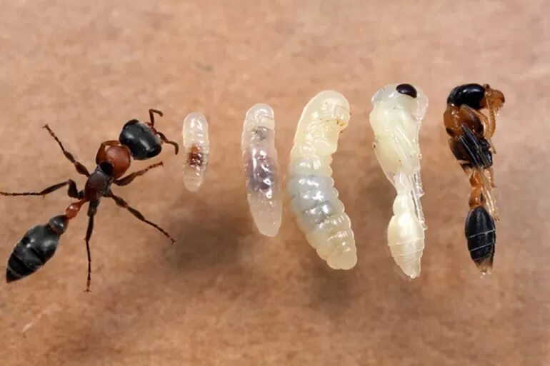 Стадия жизни насекомого. Яйца личинки куколки муравьев. Личинки муравьев (муравьиные яйца). Цикл развития муравья. Муравьи яйца личинки куколки.