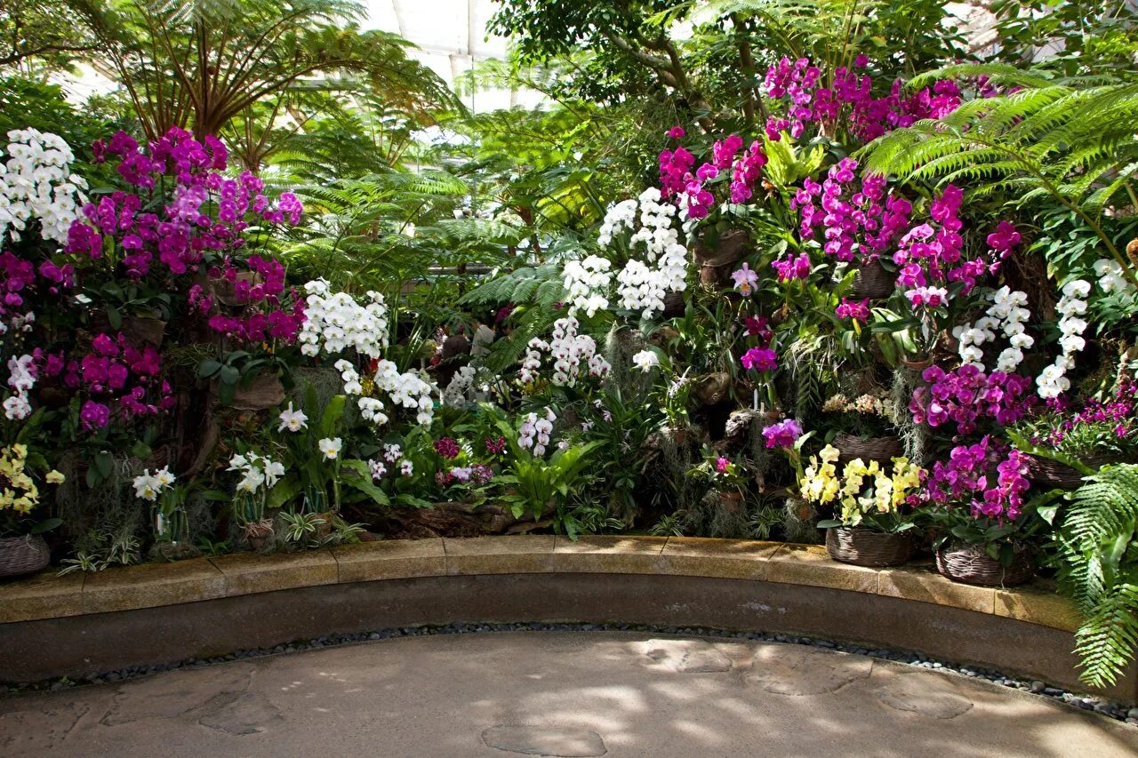 Orchid garden. Орхидея йоханнесбург. Orchid garden. Orchid garden. Сингапур орхидеи ботанический сад.