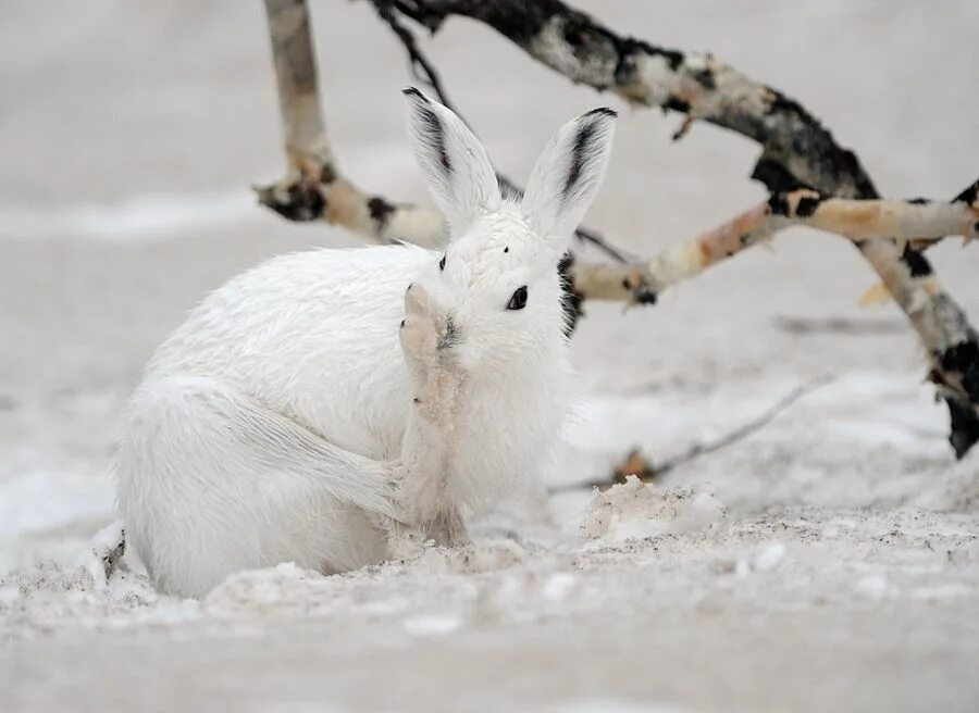 Животные ямала. Заяц русак зимой. Заячьи следы придумать предложение. Заяц беляк в пермском крае. Заячьи птичьи.