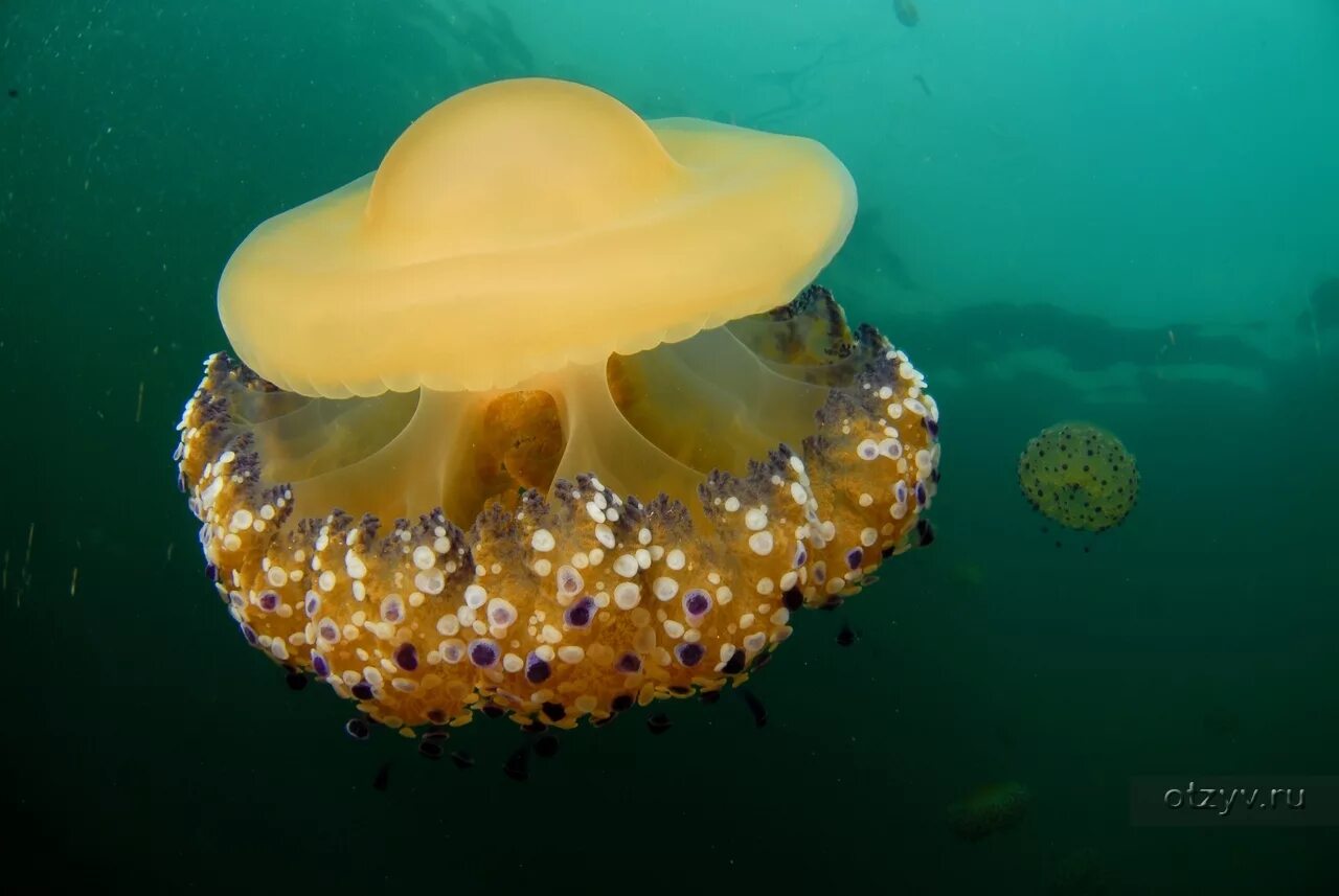 Медуза и мальки рыб тип взаимоотношений. Cotylorhiza tuberculata. желтая медуза. медуза олиндиас. красивые медузы.