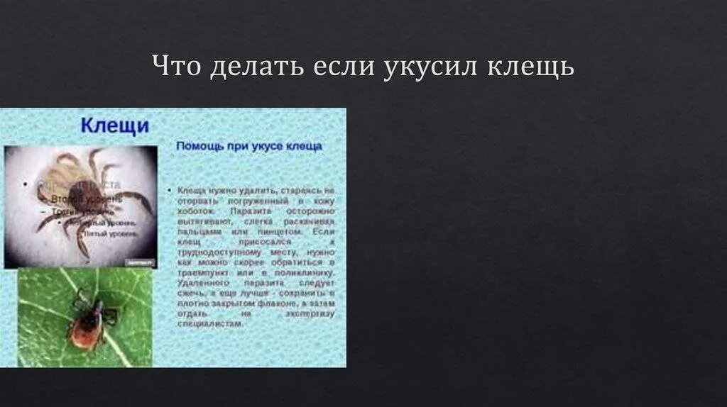 Место после укуса клеща у человека. Что делать если укусил клещ.