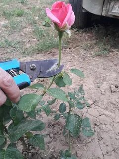 Что делать с отцветшими розами на кустах