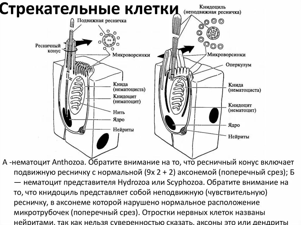 В каком слое находится стрекательная клетка. Строение стрекательной клетки гидры. Схема строения стрекательной клетки. Строение стрекательной клетки кишечнополостных. Функции стрекательных клеток у кишечнополостных.