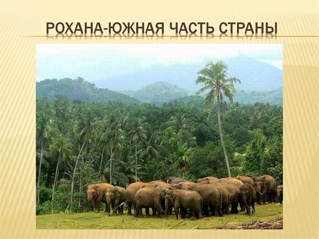 Индия животный мир. Шри ланка относится к индии. местная фауна индии. охраняемая зона шри ланка. шри-ланка растительный мир картинки.