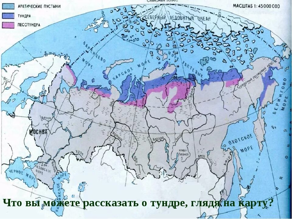 Природная зона Арктическая тундра на карте. Географическое положение тундры в России карта. Зона арктической тундры на карте. Тундра и лесотундра географическое положение в России на карте.