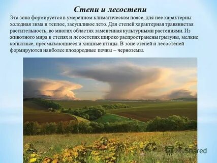 В степной зоне преобладает