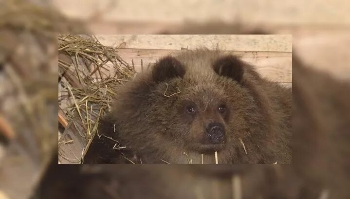 Медведи хомячки. Медведица Маша Феникс. Медведица Маша Калуга. Медведица Маша Калуга Феникс. Хомяк и медведь.