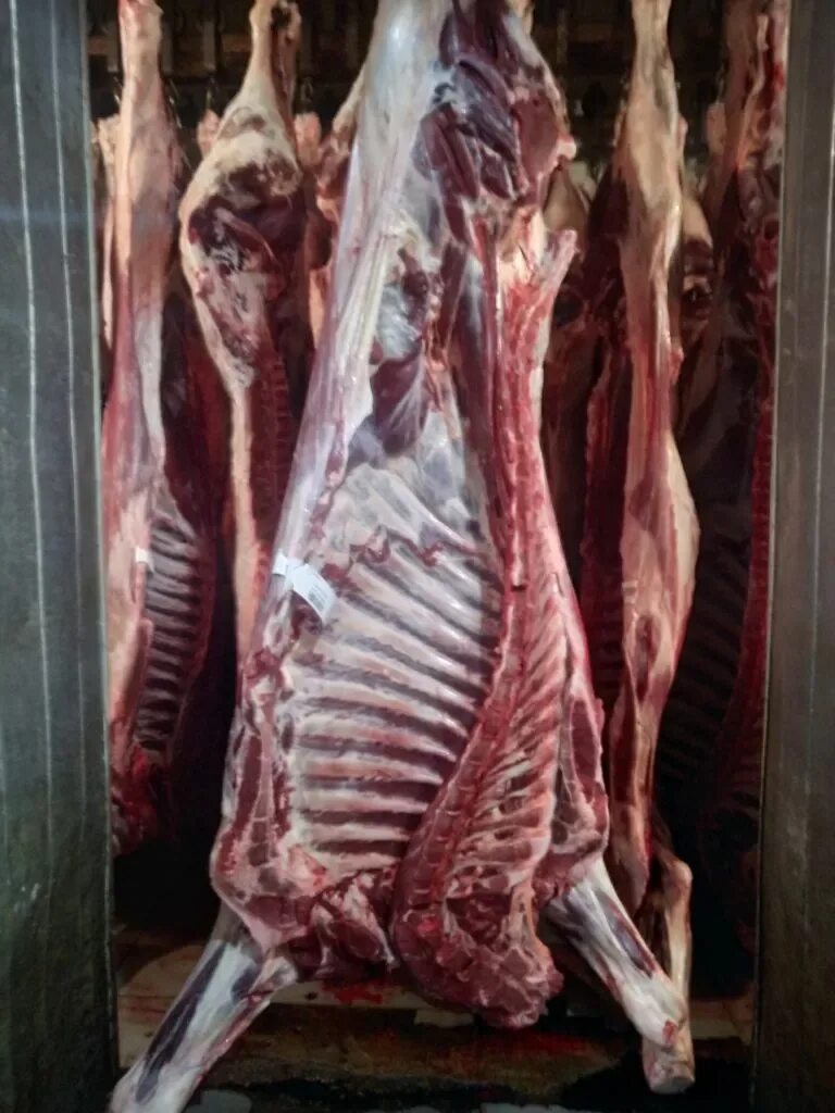 Мясо баранина полутуша. Баранина козлятина ягнятина. Баранина мясо. Туш баранины. Туш баранины.