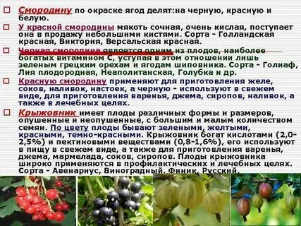 Систематика смородины красной