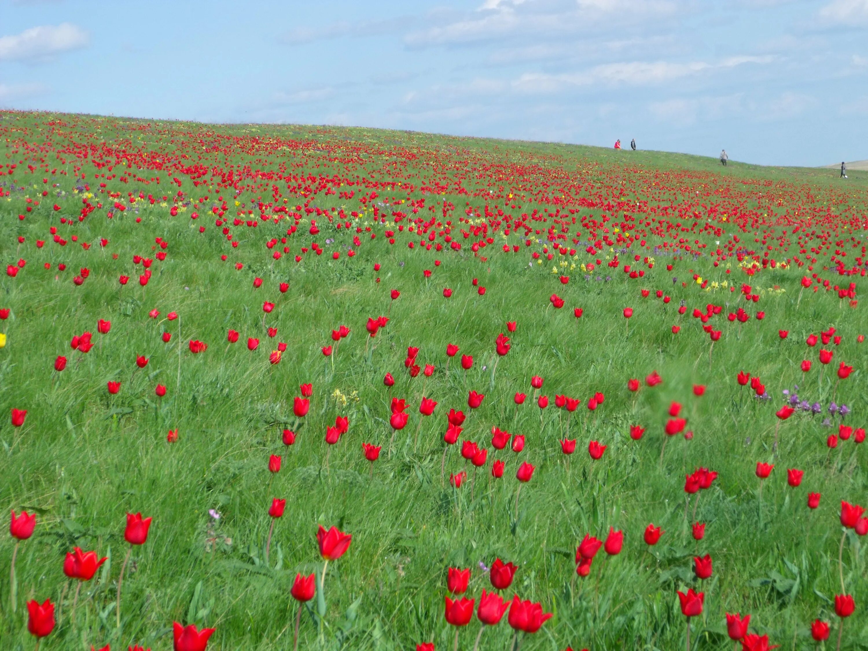 Калмыкия цветение тюльпанов 2024. Маныч-Гудило Калмыкия тюльпаны. Цветение тюльпанов в Калмыкии. Тюльпаны в степи Калмыкии. Долина тюльпанов Калмыкия.