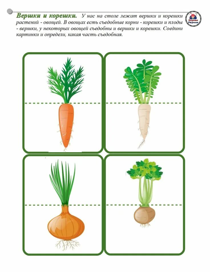 Овощи вершки и корешки. Игра вершки корешки старшая группа. Вершки и корешки игра для дошкольников. Игра вершки корешки для детей 3-4 лет. Игра вершки и корешки.