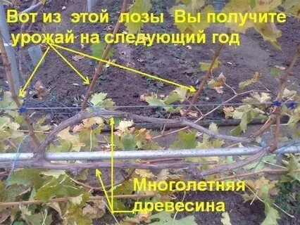 Сколько почек оставлять на лозе винограда