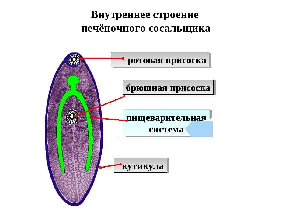 Печеночный сосальщик рисунок. Структура тела печеночного сосальщика. Печеночный сосальщик схема. Печеночный сосальщик схема строения. Внешнее строение печеночного сосальщика.